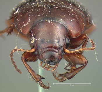 Media type: image;   Entomology 668 Aspect: head frontal view